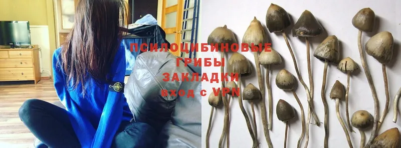 купить наркотик  Азнакаево  Галлюциногенные грибы Psilocybine cubensis 